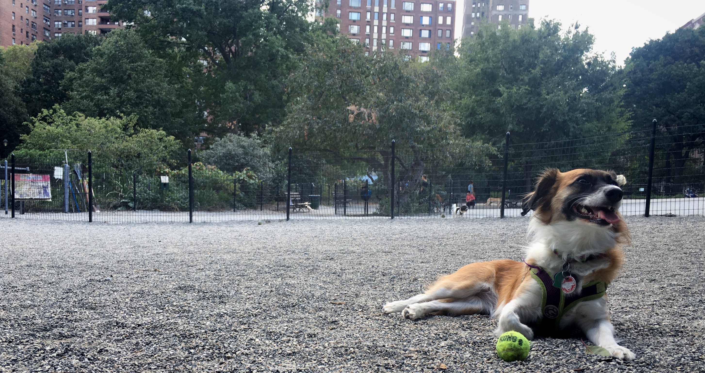 Are Dogs Allowed At Riverside Park